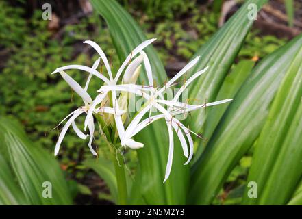 Crinum asiaticum fleurs, communément connu sous le nom de poison bulbe ou Spider Lily, cette fleur fleurit aux Maldives Banque D'Images