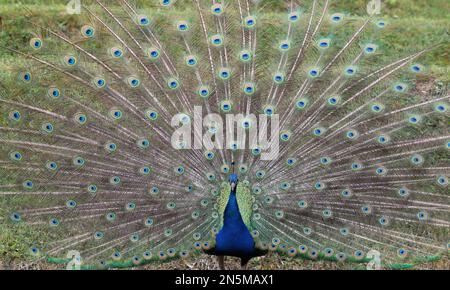 Peacock répand ses plumes de queue complètement dans un cercle coloré Banque D'Images