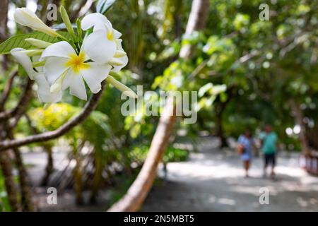 Maldives touristes; frangipani fleurs et couple touristique dans un paysage tropical d'île, en vacances; les Maldives îles, Asie Banque D'Images