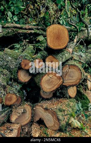 Une pile de branches d'arbre scié. Banque D'Images