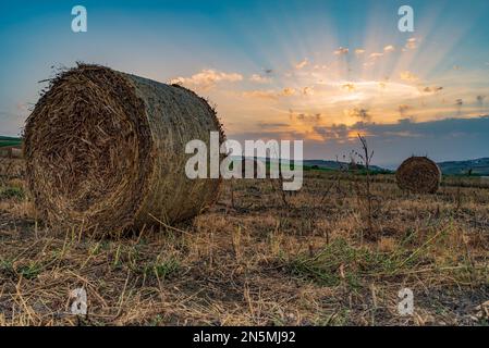 Champ de balles de foin au crépuscule, Sicile Banque D'Images