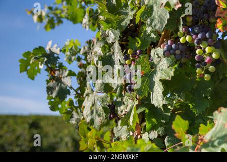 Grappes de raisins sur branches, Sicile Banque D'Images