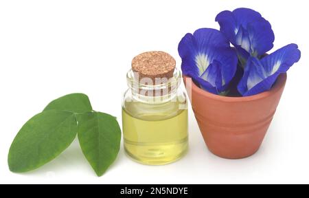 Clitoria ternatea ou fleur bleue aparajita avec extrait dans une bouteille Banque D'Images