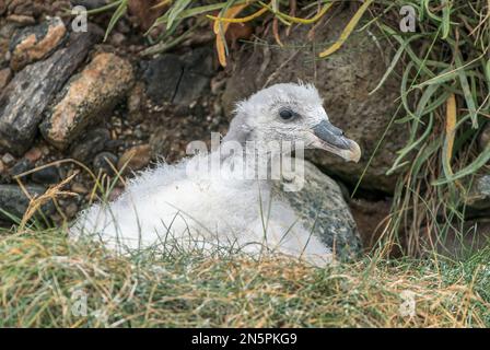 fulmar du nord, Fulmarus glacialis, poussin unique sur le nid, Écosse, Royaume-Uni Banque D'Images