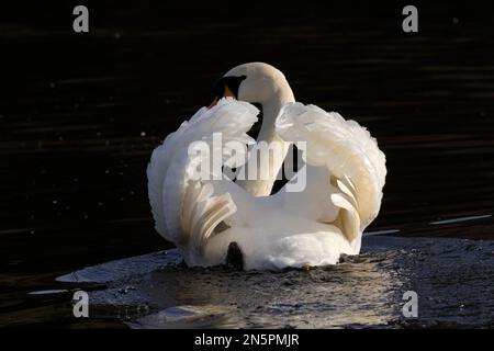 À l'approche du printemps, le CoB Mute Swan devient plus agressif dans la défense du territoire de la paire. Les ailes voûtées sont un signal clair pour les autres. Banque D'Images