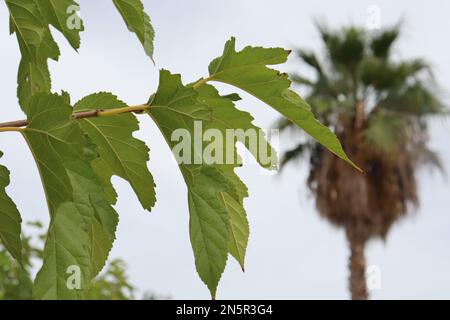 Feuilles vertes sur une petite branche d'un arbre Banque D'Images