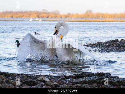 Une paire de whooper Swans (Cygnus cygnus) dans une bataille d'amour et de haine, de splahing et de combat et de montrer un comportement agressif. Norfolk, Royaume-Uni Banque D'Images