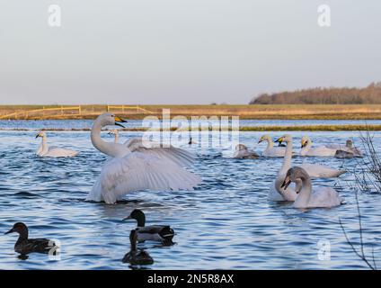 Prédication aux masses . Un Whooper Swan (Cygnus cygnus) inhabituel debout , qui s'étend sur ses ailes dans les zones humides de Norfolk, Royaume-Uni Banque D'Images