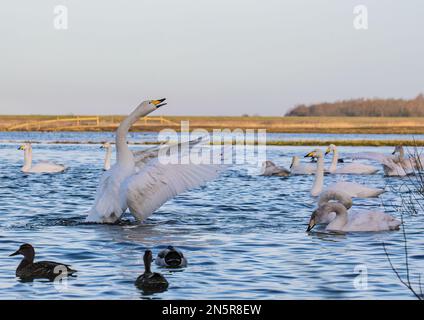 Prédication aux masses . Un Whooper Swan (Cygnus cygnus) inhabituel debout , qui s'étend sur ses ailes dans les zones humides de Norfolk, Royaume-Uni Banque D'Images