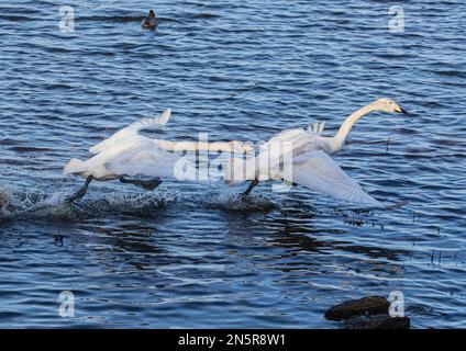 Une paire de whooper Swans (Cygnus cygnus) se chassant les uns les autres et montrant un comportement agressif. Norfolk, Royaume-Uni Banque D'Images