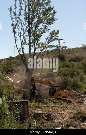 Robertson, Cap occidental, Afrique du Sud. 2023. Entrepreneur découpant les eucalyptus de la rive le long de la rivière Breede pour économiser de l'eau. Banque D'Images