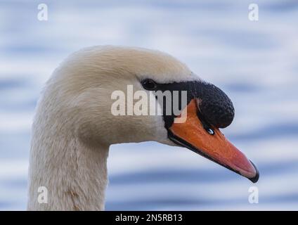 Un gros plan détaillé de la tête d'un cygne muet (Cygnus olor) pour comparer la forme et la coloration avec celle des cygnes Whooper et Bewick. Norfolk, Royaume-Uni Banque D'Images