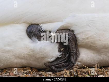 Un gros plan détaillé du pied de lit d'un cygne muet (Cygnus olor) replié pour s'asseoir complet avec anneau en métal BTO . Norfolk, Royaume-Uni Banque D'Images