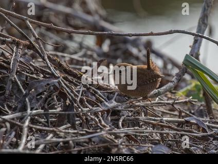 Un petit Jenny Wren (Trogladytes trogladytes) dans la sous-croissance à la recherche de nourriture. Norfolk, Royaume-Uni Banque D'Images