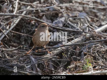 Un petit Jenny Wren (Trogladytes trogladytes) triché au milieu de la sous-croissance à la recherche de nourriture. Norfolk, Royaume-Uni Banque D'Images