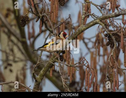 Un Goldfinch coloré (Carduelis carduelis) se nourrissant parmi les chatons . Norfolk, Royaume-Uni Banque D'Images