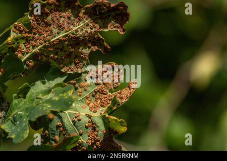 Guêpe de soie à boutons - Neuroterus numismalus - sur le dessous des feuilles d'un chêne. Banque D'Images