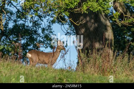 Un seul cerf de Virginie ( Capreolus capreolus) dans le Yorkshire, en Angleterre. Le cerf mange des feuilles. Banque D'Images