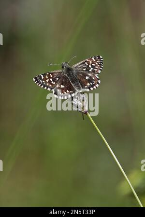 Hespérie grizzée (Pyrgus malvae) adulte au repos sur tête d'herbe Estonie Juin Banque D'Images