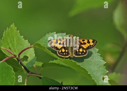 L'hespérie à damiers du Nord (Carterocephalus silviolus) adulte au repos sur la feuille Alutaguse, Estonie Juin Banque D'Images