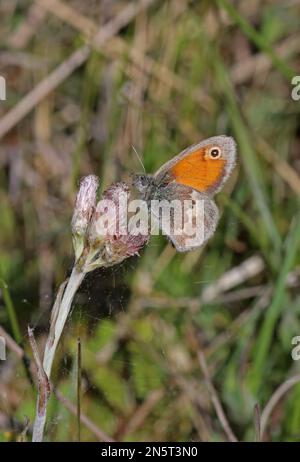 Petite Heath (Coenonympha pamphilus) adulte au repos sur la tête de fleur Estonie Juin Banque D'Images