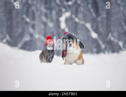 le chien et le chat douillets d'amis sont assis dans un parc d'hiver dans des chapeaux tricotés chauds pendant une chute de neige Banque D'Images