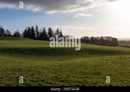 Vue sur la colline de Dumgoyne dans les Campsies en plein soleil le matin sur les champs vallonnés. Vu depuis le sentier de randonnée Rob Roy Way, juste au nord de Drymen. Banque D'Images