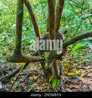 Termite nichent dans le crook d'un arbre dans la forêt tropicale dans le parc national du Corcovado sur la péninsule d'Osa au Costa Rica Banque D'Images