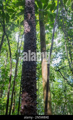 Grand arbre aux pointes épineuses dans le parc national du Corcovado sur la péninsule d'Osa au Costa Rica Banque D'Images