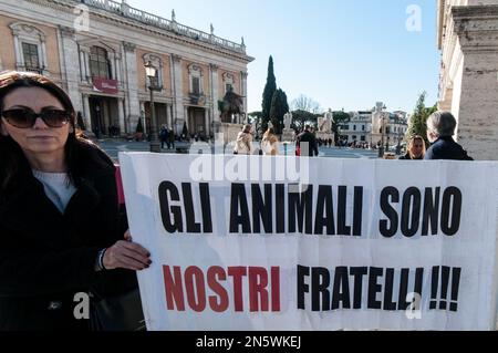 Rome, Italie, Italie. 7th févr. 2023. L'Association des animaux s'assoit à la place del capitol Hill, Rome, pour protester contre l'abattage des sangliers dans la capitale. (Credit image: © Andrea Ronchini/Pacific Press via ZUMA Press Wire) USAGE ÉDITORIAL SEULEMENT! Non destiné À un usage commercial ! Banque D'Images