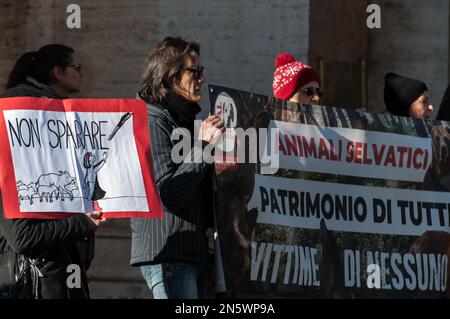 Rome, Italie, Italie. 7th févr. 2023. L'Association des animaux s'assoit à la place del capitol Hill, Rome, pour protester contre l'abattage des sangliers dans la capitale. (Credit image: © Andrea Ronchini/Pacific Press via ZUMA Press Wire) USAGE ÉDITORIAL SEULEMENT! Non destiné À un usage commercial ! Banque D'Images