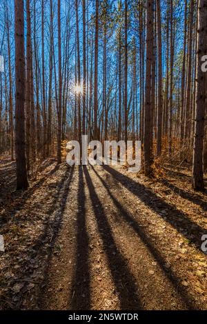 PIN rouge, Pinus resinosa, plantation qui jette des ombres sur un sentier dans le parc naturel de Deerfield, centre du Michigan, États-Unis Banque D'Images