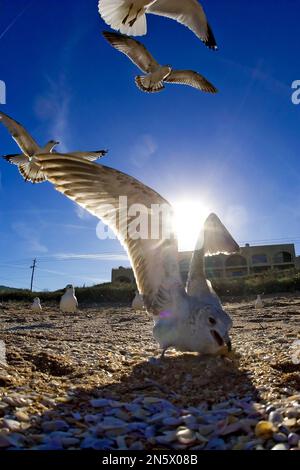 Daytona Beach, Floride, États-Unis. 11th févr. 2008. Un essaim de mouettes volent au-dessus de la tête à la recherche de nourriture sur une plage (Credit image: © Walter G. Arce Sr./ZUMA Press Wire) USAGE ÉDITORIAL SEULEMENT! Non destiné À un usage commercial ! Banque D'Images