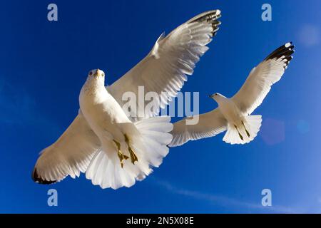 Daytona Beach, Floride, États-Unis. 11th févr. 2008. Un essaim de mouettes volent au-dessus de la tête à la recherche de nourriture sur une plage (Credit image: © Walter G. Arce Sr./ZUMA Press Wire) USAGE ÉDITORIAL SEULEMENT! Non destiné À un usage commercial ! Banque D'Images