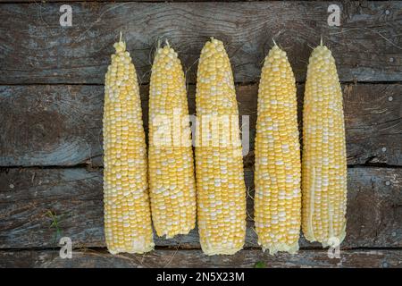 Épis de maïs bicolore fraîchement cueillis. Banque D'Images