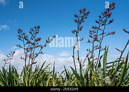 Phormium tenax lin de Nouvelle-Zélande, Banque D'Images