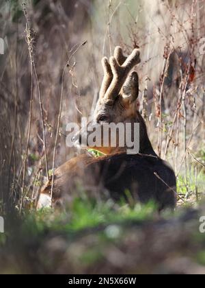 Roe Deer Buck dans les Cotswold Hills à la fin de l'hiver Banque D'Images