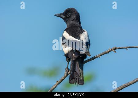 La Magpie eurasienne (Pica pica) perchée sur une branche au printemps. Alsace, France. Banque D'Images