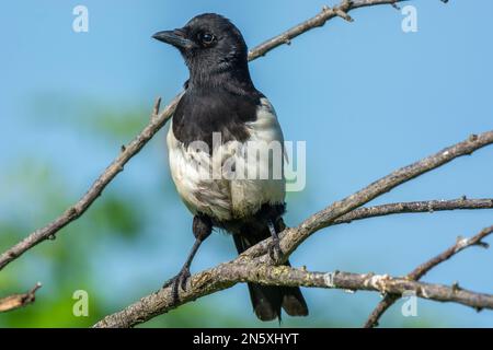 La Magpie eurasienne (Pica pica) perchée sur une branche au printemps. Alsace, France. Banque D'Images