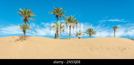 Datez les palmiers dans les dunes de l'oasis dans le désert du Sahara. Panoramique, panorama. Zagora, Maroc. Banque D'Images