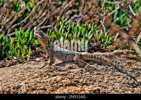 Lézard tournant sur des roches chaudes parmi des buissons verts Banque D'Images