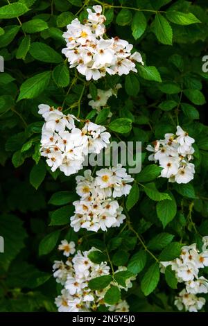 Multiflora Rose est un arbuste dense originaire d'Asie mais introduit dans d'autres endroits, y compris l'Amérique du Nord pour la vie sauvage et pour empêcher l'érosion du sol mais Banque D'Images