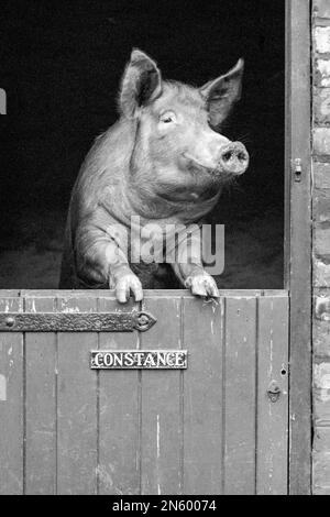 Tamworth cochon sur ses pattes arrière à la porte stable, attendant d'être nourri Banque D'Images