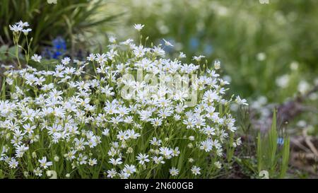 Gros plan de nombreuses fleurs blanches de l'isoète inférieure en nature verte de printemps. Stellaria graminea. Groupe de belle floraison petite fleur de starwort commun. Banque D'Images