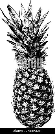 Dessin de l'illustration vectorielle ananas entier Illustration de Vecteur