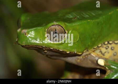 Gros plan détaillé sur la tête une grenouille de singe cireuse de couleur verte, Phylomedusa bicolor Banque D'Images