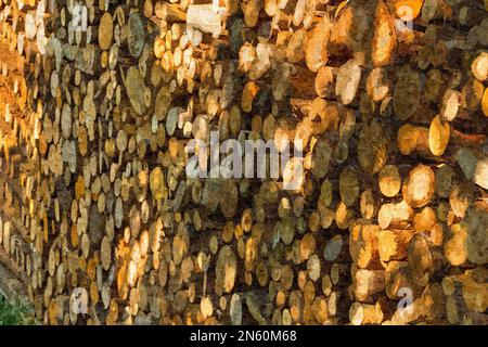 Bois de pin dans la forêt, empilé dans une pile dans les Dolomites. Des bûches fraîchement coupées empilées les unes sur les autres dans un tas. Banque D'Images