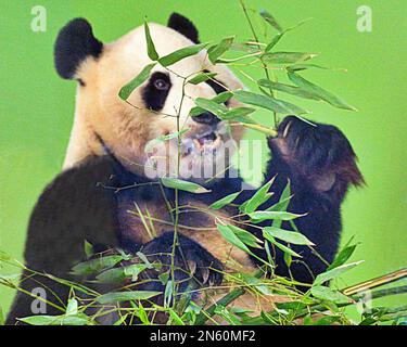 Édimbourg, Écosse, Royaume-Uni 9th février 2023. Le zoo d'Édimbourg commence à Au revoir aux pandas après avoir vécu plus de 10 ans à Édimbourg. Ils ont été rendus gratuits sans réservation et des affiches ont été mises en place pour dire Au revoir. Yang Guang et Tian Tian sont arrivés en Écosse en 2011 et doivent être renvoyés à leur patrie en octobre 2023 . Crédit Gerard Ferry/Alay Live News Banque D'Images