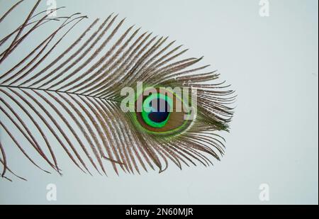 Haut de la vue des plumes de paon colorées isolées sur fond blanc. Banque D'Images