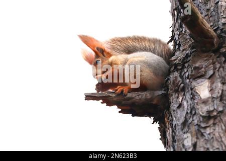 Écureuil mignon avec une queue moelleuse sur un arbre sur fond blanc Banque D'Images